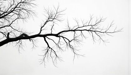Fototapeta premium Striking black, white photo of bare tree branch, twisted, gnarled form reaching across bright, minimalist sky. Stark contrast, stark branches create dramatic, somber mood, ideal for conveying themes