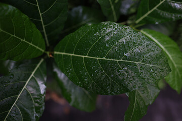 Green leaves with water drops