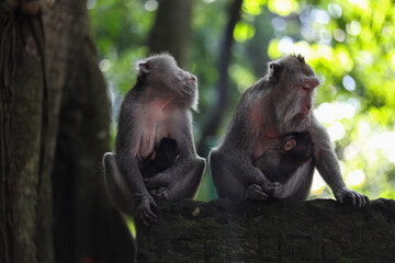 Monkey looking around while eating