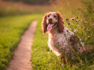 Obraz premium A beautiful spaniel in the rays of the setting sun. The dog sits among the flowers and grass. Russian Spaniel