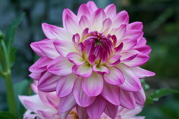 Obraz premium Pink dahlia flower