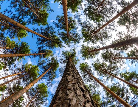 Looking up at tall pine trees in a forest