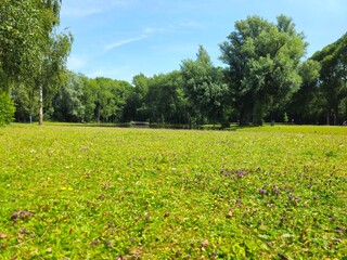 A flock of wild brown  ducks swims along the river along the shore. Trees and nature in Netherlands area. Ducks family are swimming on the lake and enjoying good weather. 