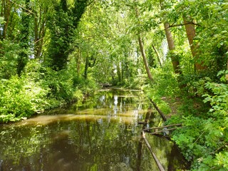 A flock of wild brown  ducks swims along the river along the shore. Trees and nature in Netherlands area. Ducks family are swimming on the lake and enjoying good weather. 