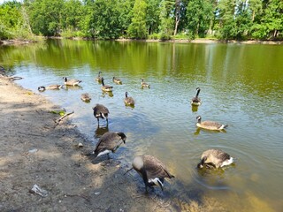 A flock of wild brown  ducks swims along the river along the shore. Trees and nature in Netherlands area. Ducks family are swimming on the lake and enjoying good weather. 