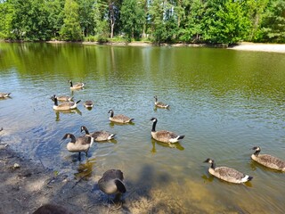 A flock of wild brown  ducks swims along the river along the shore. Trees and nature in Netherlands area. Ducks family are swimming on the lake and enjoying good weather. 