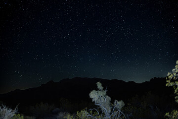 Fototapeta premium Joshua Tree Night Sky 