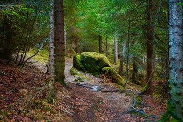 Footpath in the forest, Tromso, Norway