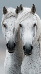 Majestic white horses standing close together with striking features against a calm background
