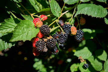 blackberries on the vine