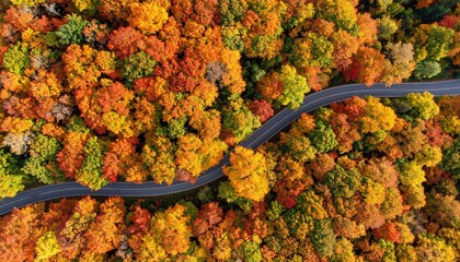 Colorful autumn maple forest in vibrant shades of yellow, orange, and red. A narrow winding road cuts through the trees. Aerial drone view from bird’s eye.
