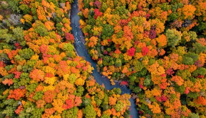 Meandering river flowing through a dense maple forest in peak fall colors. Leaves form a vivid patchwork of red and gold. Top-down drone shot, natural symmetry.