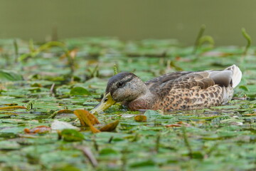 Anas Platyrhynchos aka wild or mallard duck female is eating water plants. Common waterfowl bird in Czech republic.