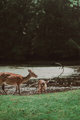 deer on the river