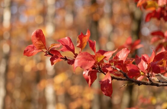 Branch with bright red Cornus sanguinea leaves in autumn forest. Shallow depth of field, blurred background with warm golden hour sunlight. Vibrant fall foliage, nature beauty.