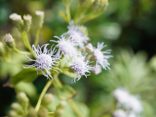 Delicate white wildflowers bloom vibrantly against a soft green bokeh background, capturing nature's gentle beauty