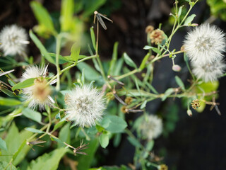 Delicate dandelions ready to scatter seeds on a gentle breeze, evoking nature's soft beauty and renewal.