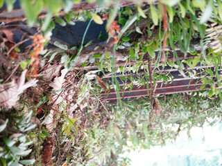 Fototapeta premium Vibrant green foliage cascades over weathered wood and metal structures creating natural beauty