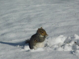 Snow Day Snack Squirrel