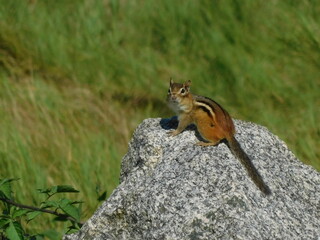 Rock Star Chipmunk