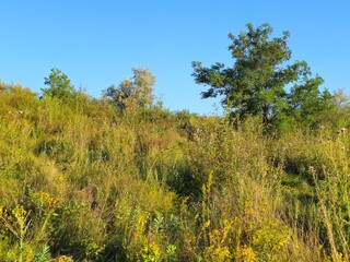 Obraz premium A grassy area with trees in the background