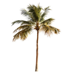 Isolated palm tree,?light-brown trunk,?many fronds,?light green/tan foliage