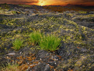 Green grass tufting over black volcanic rocks, moss-covered terrain glowing under sunset light
