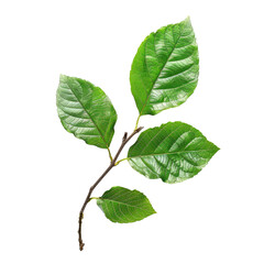 Obraz premium Close-up of a small branch with three vibrant green leaves. The leaves are ovoid, with slightly serrated edges, and a smooth texture. The stem is thin and dark brown. Isolated on a black background