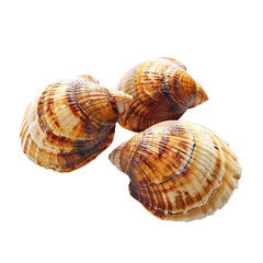 Obraz premium Three escargot shells, light brown and dark brown stripes, clustered together