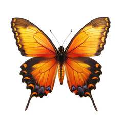Fototapeta premium Vibrant orange and black butterfly, wings outstretched