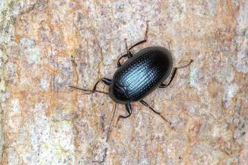 Small Ground Beetle Climbing Tree Trunk