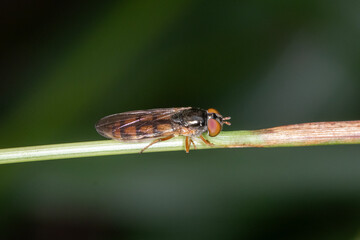 Slender Hoverfly Perched on Grass Blade