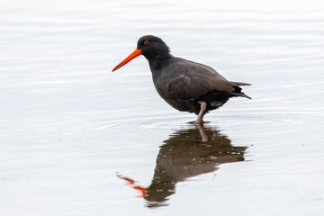 Sooty Oystercatcher Wading with Reflection