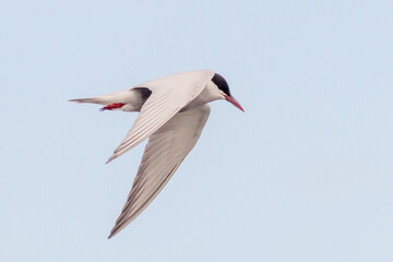 Whiskered Tern in Mid-flight Against Clear Sky