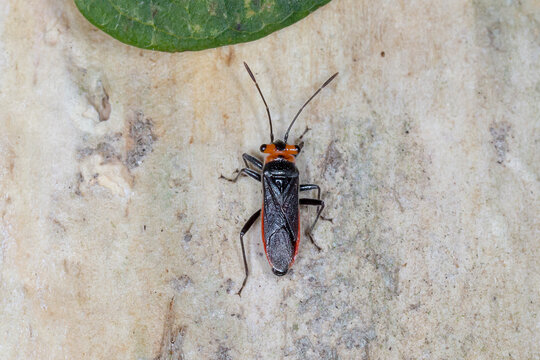 Macro of Seed Bug with Red Side Stripes