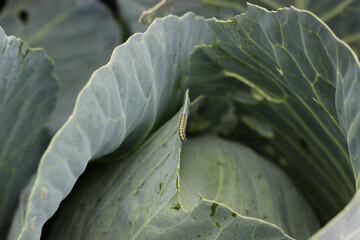 Caterpillar on cabbage leaves. Cabbage in the garden. Cabbage eaten by a caterpillar. Hairy green...