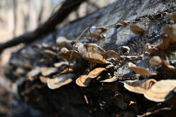 mushrooms on the tree