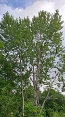 a green landscape, lush tree foliage, clouds floating in the blue sky, summer season, a warm summer day