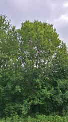 Fototapeta premium a green landscape, lush tree foliage, clouds floating in the blue sky, summer season, a warm summer day