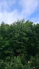 a green landscape, lush tree foliage, clouds floating in the blue sky, summer season, a warm summer day