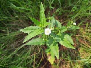 Urang-aring or Eclipta prostrata herb plant for hair care photography