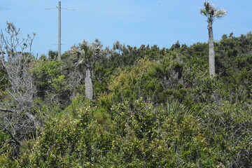 Fototapeta premium Driftwood Talbot Island