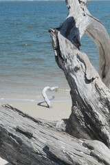 Driftwood Talbot Island