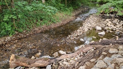 tree roots in the forest