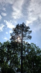 Obraz premium mixed forest, lush green trees, a cedar tree towering above the trees, a blue sky with light white clouds