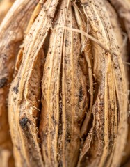 Close Up of a Dry Brown Seed Pod Showing Texture and Natural Pattern Details