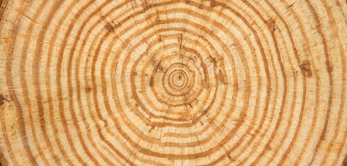 Naklejka premium Close-up of felled tree trunk showing distinct annual growth rings. Natural wood texture with concentric circles, tree age, history. Brown, tan, beige tones create rustic, organic background.