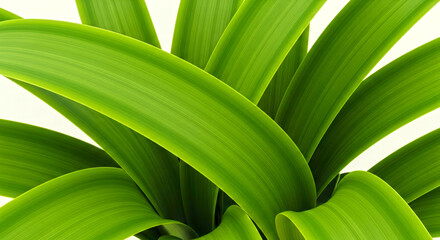 Vibrant Green Leaves with Glossy Texture and Natural Lighting