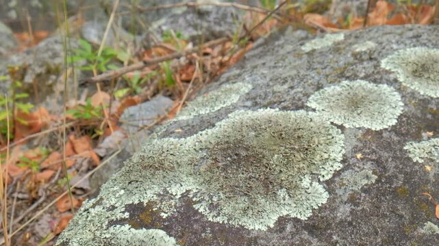 Mosses and lichens on rocks in the mountains