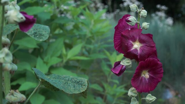 Vibrant hollyhocks (Alcea rosea L.) in full bloom with clustered buds along a tall stem, showcasing Alcea rosea L. features in a lush green summer garden setting where bumblebees collect nectar.